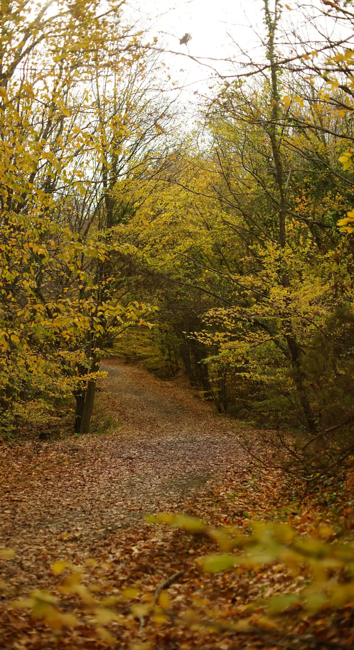 #moreviews #tiktoklongs 