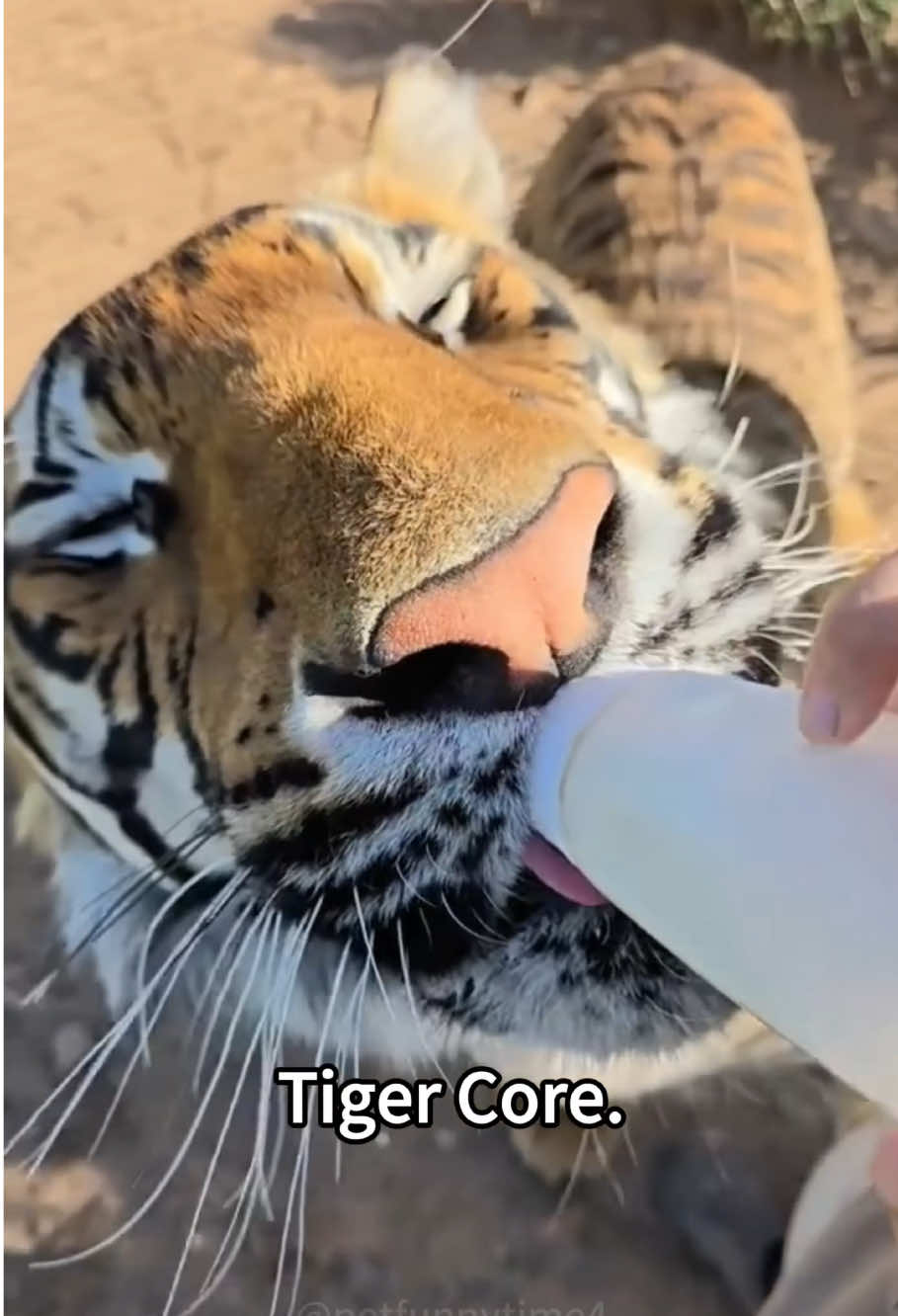 Just a big baby 🐯 #tiger #tigers #cute #fyp #foryou 