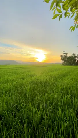 Hanya karena dia terlihat seperti doamu, bukan berarti dia jawabannya