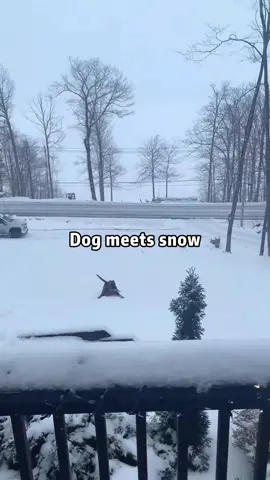 When a dog meets snow#dog#funny#funnyanimals#funnypets#animals #dogsofttiktok #pet #foryou #longervideos