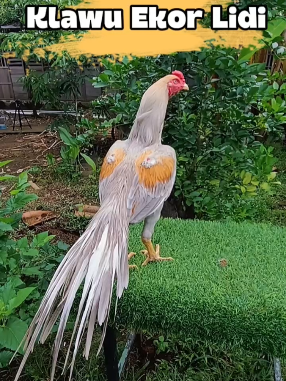 Jago Ayam Hias Ekor Lidi Klawu #ayam #ayamhias #kopaliindonesia #ekorlidi #kopali 