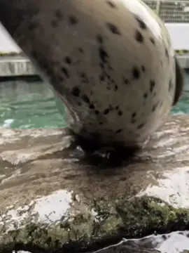 な、なんと。。。！！！ このたび、『ひまわりちゃんの腹太鼓』リール動画が50万いいね👍🏻に到達いたしました〜〜〜👏🏻✨😭 みなさまありがとうございます！！！ ひまわりちゃんと飼育員スタッフからお礼の気持ちを込めて 最新の腹太鼓をお届けいたします🦭🎁 今後とも箱根園水族館のいきものたちを、どうぞよろしくお願いします🫶🏻 そしてぜひ癒されていってくださいね😌🤍 #箱根園 #箱根園水族館 #水族館 #水族館デート               
