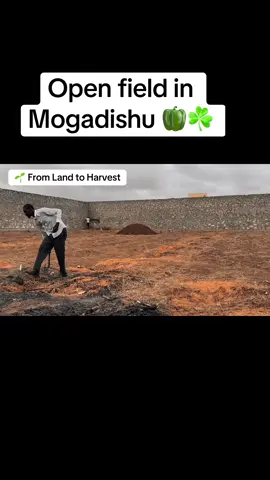 Greenlife Agribusiness in Action! Watch how we transformed an open field of 🫑 from the very beginning  land preparation, drip irrigation setup, and full crop management to the success of the second harvest! 💧✨ At Greenlife Agribusiness, we handle everything for our customers from providing the right equipment to assigning our expert engineers for the best results. #greenlifeagribusinessltd #somalitiktok #beero #SmartFarming #vedioviral 