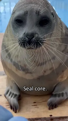 seal 🦭 #seal #sealcore #funnyanimals #flip #funn 