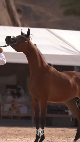 #hail #fyp #بطولة_الخيل_العربية_الاصيلة #خيل_وخياله🐎 