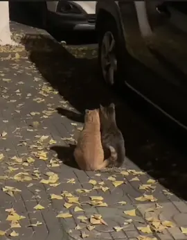 Viên mãn là tìm được người mình thương  Vừa vặn là lúc người thương cũng thương mình #camonem 