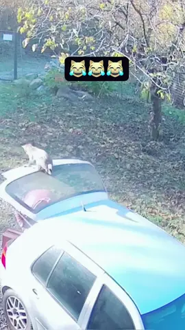 Cat:Just a little surprise for Mom!#funny #cat #funnycat #cutecat #tiktok #catsoftiktok #foryou 