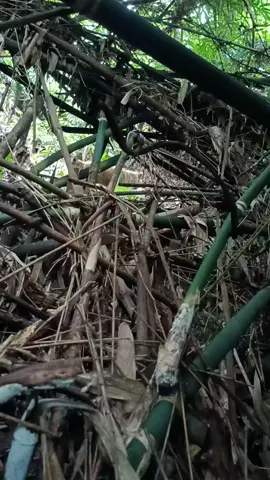 chỉ đứng nhìn thôi 😀