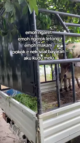 kerjaan spa itu#fyp #peternakmuda #berkahsapi #bosmuda 