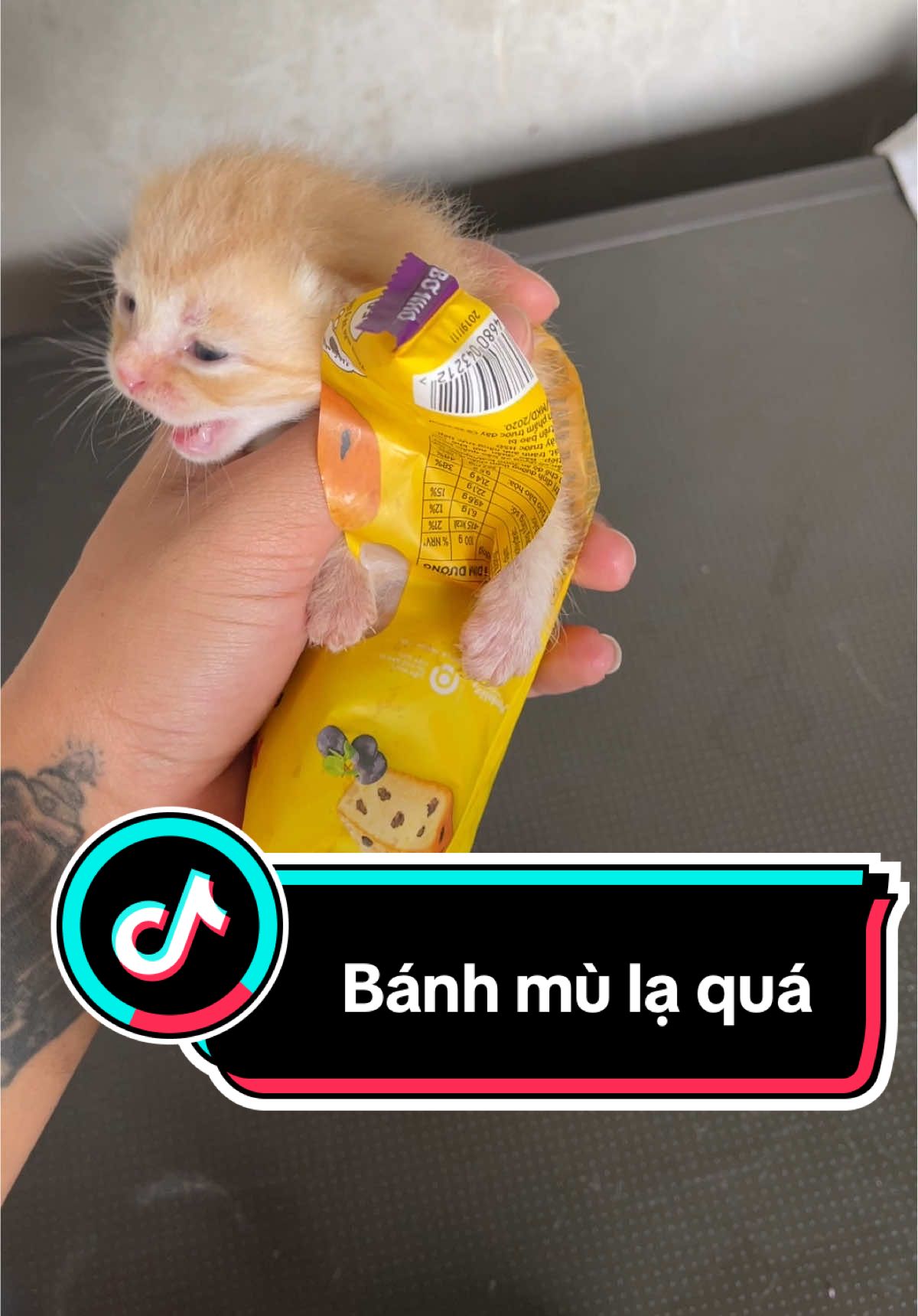 Bánh mì lạ quá #meocambaodung #mèocam #mèo #xuhuong #viral 