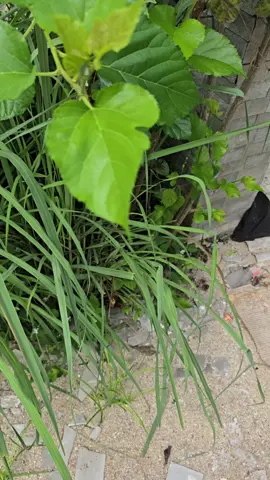 #แบ่งปันความรู้ #ปลูกง่ายมากๆค่ะ 