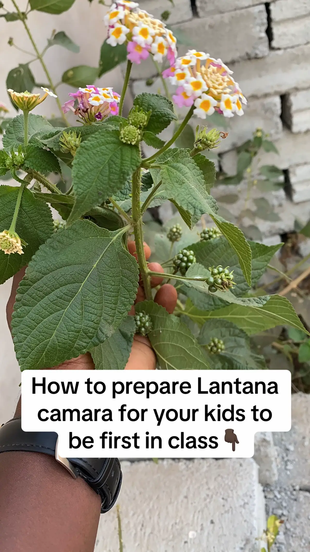 POWERFUL BRAIN 🧠 BOOSTER AND MEMORY RETENTIVE...DO IT YOURSELF.  If your child is weak at school, always fails in exams. If you are at your menopause and easily forget things and issues. Please do this direction and your child will be so bright in school. Those at menopause age will never experience menopause if they do this direction 🔥.    SHARP BRAIN AND RETENTIVE MEMORY 💯 SHARP BRAIN & RETENTIVE MEMORY  METHOD 1: Look for ananse dokono as it is called in twi but Lantana Camara in English.  Pluck enough quantity of the leaves and the flowers.  Wash it thoroughly.  Put them in a pot and add water.  Boil for 10-20 minutes.  Adults should drink half cup every morning, afternoon and evening.  Children should be given their small cup morning, afternoon and evening.  Babies from 6 months should be given a teaspoon 3× daily.                         OR METHOD 2: Pluck enough quantity of the leaves and the flowers.  Dry it for a while Blend or grind it.  Sieve it out to get a fine powder.  Get a pure honey and mix the powder in it.  Adults should take 3tbsp before meals every morning, afternoon and evening.  Children should take 1tbsp before meals every morning,  afternoon and evening.  Babies from 6 months to 1yr should be given a teaspoon morning, afternoon and evening.  It does not cause any harm if u are not able to take it in the afternoon.  You will sweat very much when u start consuming it and u will notice it is working and of course it will clear other sicknesses too. You will have a very sharp brain and remember every single thing that happens around u.  The child will remember everything being taught in  school and will start performing well.  You will notice massive changes after 1 week for both adults and children.  It is very effective for students and elderly people who have reached their menopause stage.... Call or WhatsApp me on 0243759162 For the treatment of *Ovarian cyst and fallopian tube blockages  *Fibroids *Enlarged prostate *Prostate cancer  *Premature ejaculation  *erectile dysfunction  *Gonorrhoea  *Low sperm count *Small manhood  *Asthma,  *Diabetes,  *hypertension *infertility etc. My clinic is located at Afienya Mataheko, Emmanuel Estate 2nd junction. We have a delivery service too in case you can't visit.