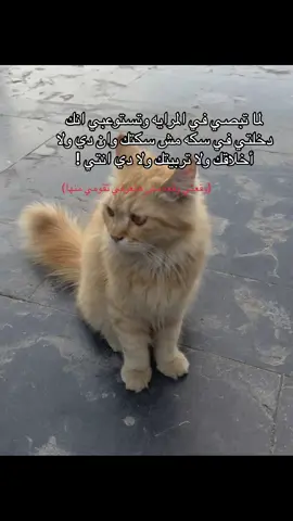 #foryou #foryoupage #اكسبلور #fyyyy #explore 