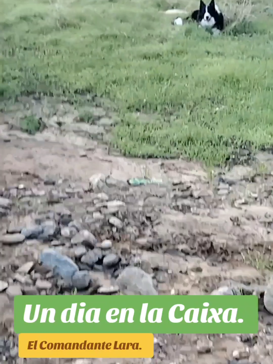 #Un día en la Caixa, uno de los mejores monólogos del Comandante Lara#