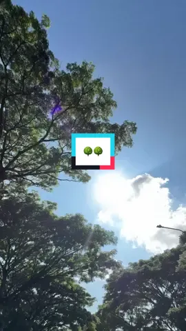 Bukan tentang seberapa sering kamu jatuh, tapi seberapa sering kamu bangkit kembali. (Hanya pemanis) 🥰 #sound #sadvibes #Vlog #trees #fyp 