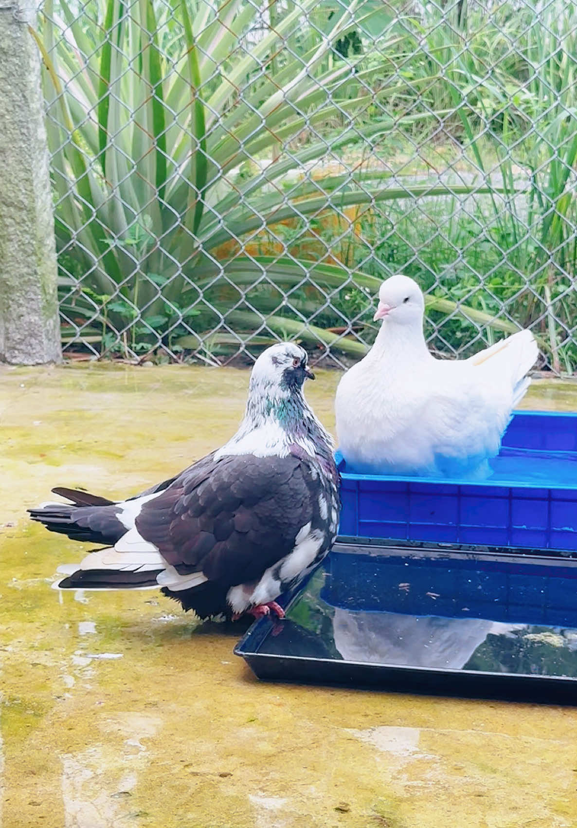 Cặp đôi mới ghép, xứng đôi vừa lứa hông ạ?! 😁 #mondain #bocaumondain #66rising #66risingfarm #66risingloft 