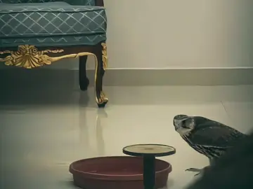 تجمعو ضدي وراحو نهايب #صقر #حر #قصايد_شعر #تصميم_فيديوهات🎶🎤🎬 #اكسبلورexplore 