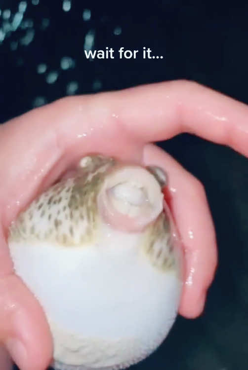 Funny pufferfish#fish #ocean #animals #funny #funnyvideos 