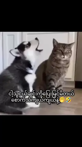 #🤣🤣🤣 #ရီစရာဟာသ #ကြိုက်ရင်အသဲပေးခဲ့ #မျက်နှာမပြောင်ရရင်မနေနိုင်😅 #fyp 