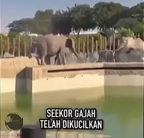 Gajah bernama Suda yang terkenal karena bisa menghasilkan lukisan dengan belalainya. Di sisi lain, lukisannya bahkan dijual, lho. Lukisan seekor gajah sebenarnya menunjukkan fleksibilitas perilaku mereka, bukan kecerdasannya. Secerdas apa seekor gajah? Ya, gajah secara luas dianggap sebagai salah satu spesies paling cerdas di planet ini. Kecerdasan mereka setara dengan kera besar, lumba-lumba, dan bahkan manusia di beberapa area. Gajah memiliki otak yang besar dan sangat berkembang, yang berkontribusi pada kemampuan kognitif mereka yang luar biasa. Gajah bisa melukis, tetapi mereka melakukannya melalui pelatihan yang dikendalikan oleh manusia. Gajah dapat dilatih untuk memegang kuas dengan belalainya dan meniru gerakan untuk membuat lukisan, meskipun ada perdebatan etis tentang apakah ini adalah tindakan yang benar-benar kreatif atau hanya meniru instruksi. #storytimes #reflexion #respect #fyppppppppppppppppppppppp 