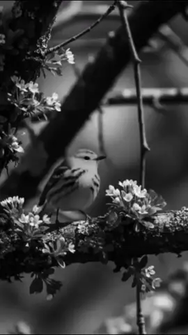 جمال العقل بالفكر وجمال اللساني بالصمت  #اقتباسات  #اقتباسات_عبارات_خواطر  #حكم #عبارات_جميلة_وقويه😉🖤 