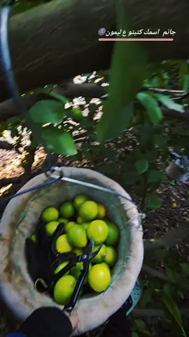 #الووش❤ #بقجات_ترسوس_اضنة_اليامشلي_هاتاي #مندلين🍊ليمون🍋كريفون_يوميات_ارجيه_بقجات #شغلنا🍋🍋 #بخجات_اضنه_ميرسين_ترسوس_سيلفكه_انطاليه 