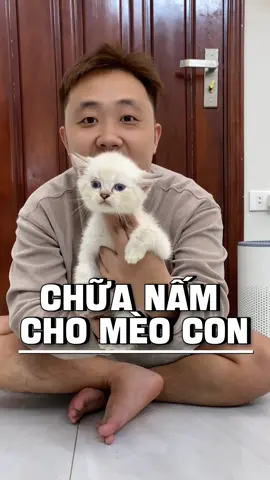 Chữa nấm cho mèo con cực đơn giản tại nhà! #gàtrốngnuôimèo #petlabvietnam 