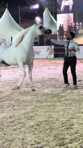 وكعادته جست أوف جلوري  يخطف الأنظار بحضوره الطاغي وهويته المتفردة 🤩👌 ويضع قدمه في النهائيات ♥️🔥 . . #مربط_يو_دي #ناصر_العديل #horse #اكسبلورexplore #اكسبلور #ud_stud #حايل 