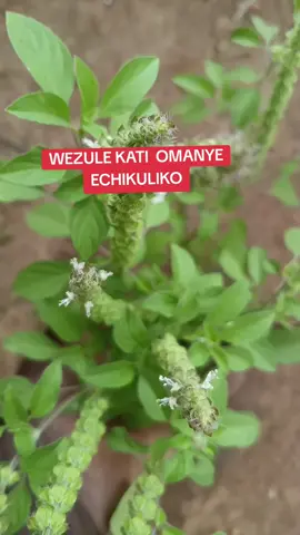 WEZULE KATI OMANYE ECHIKOLO NEDAGALA #fourypupage #mulongo#treandingvideo #saudiarabia🇸🇦 #fyppppppppppppppppppppppp 