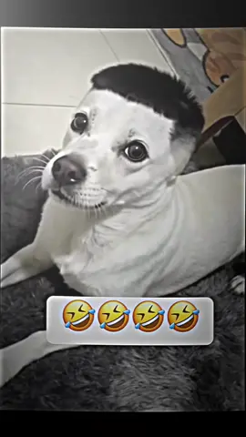 Naka army cut doggie ahh #fyp #foryoupage #fyppppppppppppppppppppppp 