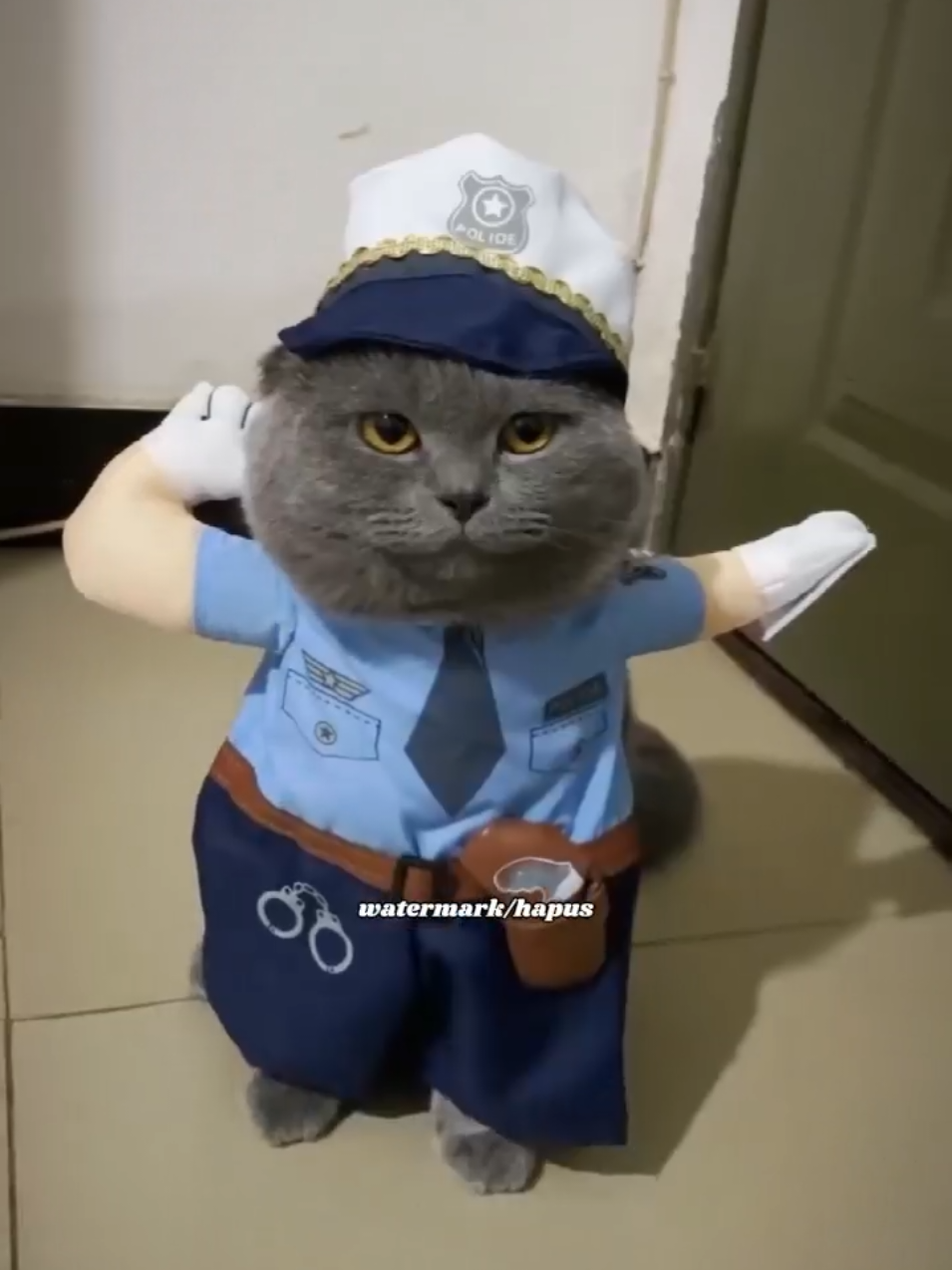 #kucing #fyp #CapCut #capcutpioneer #pioneertemplate 