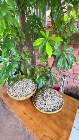 Cá cơm nước ngọt hồ Thuỷ Điện Trị An#xuhuong #tiktok 