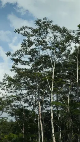 🙈#roadbike #cycling #polygon 