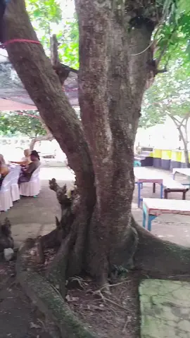 seafood bu masiyah ujung utara 😍😍#seafoodbumasiyah #pantaijetiscilacap #pantaiselatan #makanseafood 