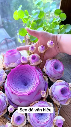 Ai yêu k ạ? #sendavanhieu #tet2026 #SenDaXinh #BuoiSangVuiVe #ChillChill 