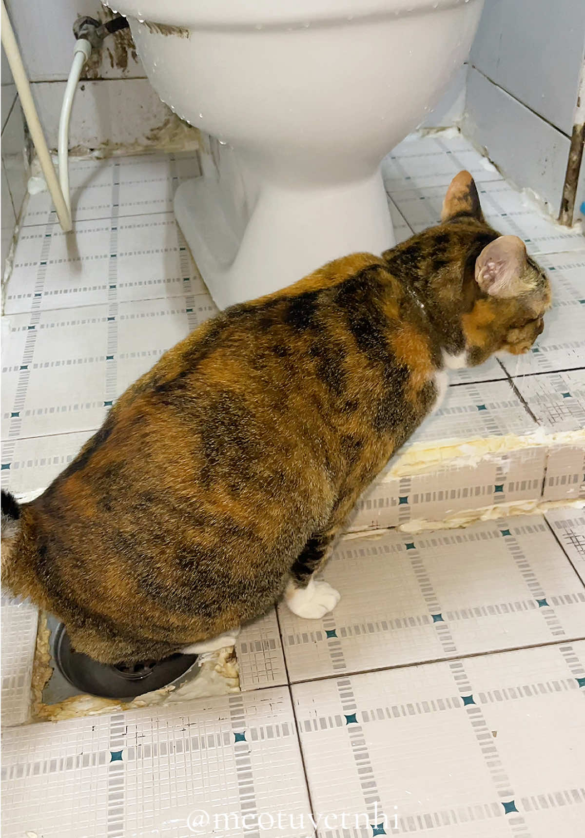 #TuyếtNhi ngoan từ ngày đầu về nhà  tới nay là 8 năm rồi, không cần phải tốn tiền mua cát vệ sinh nè 😻 #meo #meotuyetnhi #mèo #meow 