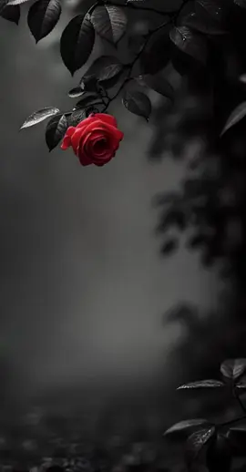 لا تشتري الرخيص #اشرف_عيسى #خواطر #حكم #عبارات #اقتباسات 