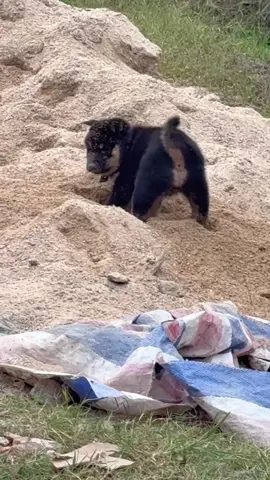 Một phút sau khi tắm #cutedog #funnydog #nghiencunco 