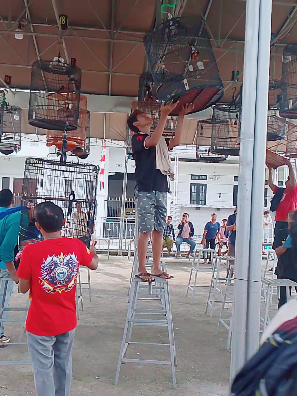 alhamdulilla marhaban Masi stabil, main tiap hari👍#kicaumania_indonesia #muraibatu #muraibatumania #kicaumania #kicauburung 