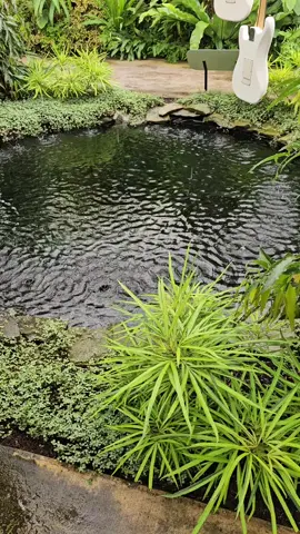 George Harrison exhibit.  This video contains my favorite work: While My Guitar Gently Weeps#georgeharrison #marieselbybotanicalgardens 
