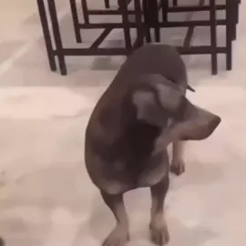 Anjingg kaget🤣🤣🤣 #anjinglucu #fyp #foryou #foryoupage 