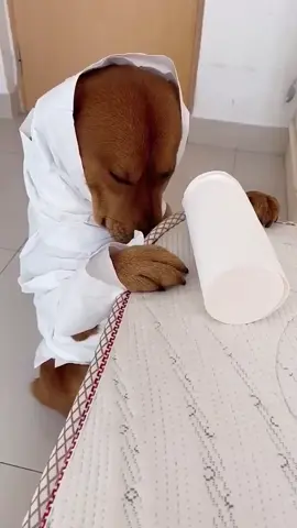 #dog #dogs #fyp #tiktok 