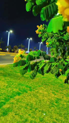 #الغربيه #الكرمه___تاج__وباج #ـ🌹🙂 