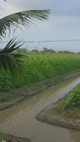 ต้องเริ่มสร้างตั้งแต่เล็ก 💪 #แก็งหนูทำได้  #ปลูกมะระจีนยังไงให้ดกลดปัญหาไวรัสยอดแข็งยอดแหลมยอดไอ้โต้ง  #มิสเตอร์จ้าวไก่  #tiktokป้ายยาเกษตรชาวสวน  #เทรนวันนี้ 