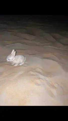 #الرمله_الربع_الخالي🌾 #مقانيص_السعوديه_صقور_شاهين_احرار #ارناب