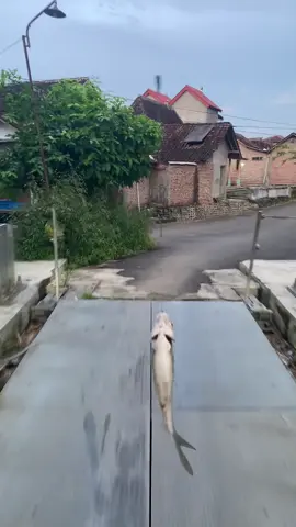 yo wancine#promomakan1111 #mancingrondo 