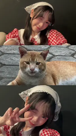 Cattos ฅ^>⩊<^ ฅ #TamanSafaLy 