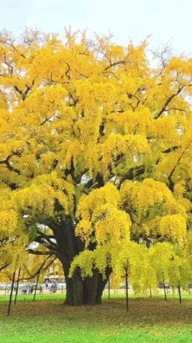 Cây ngân hạnh 800 năm tuổi.... ta nói cái ông kế bên kêu vợ 자기야 mà tui tưởng chồng tui kêu, lo quay có nhìn đâu nên tui 