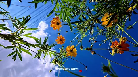 Insta360 ace pro #xuhuong #insta360acepro #douyin 