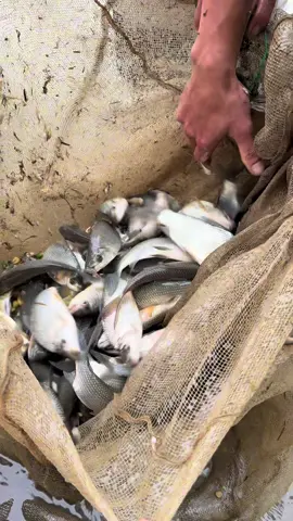 về quê văn bàn @Nguyễn Minh Sang @Giảm 35kg thì đổi tên @Tiếp Miền Núi 